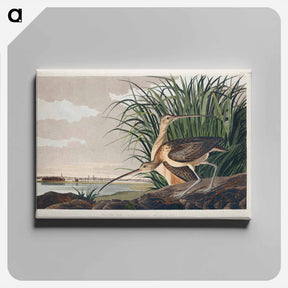 アートパネル-Long-billed Curlew from Birds of America
 - アメリカの鳥たち Canvas.