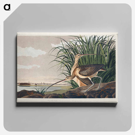 アートパネル-Long-billed Curlew from Birds of America
 - アメリカの鳥たち Canvas.