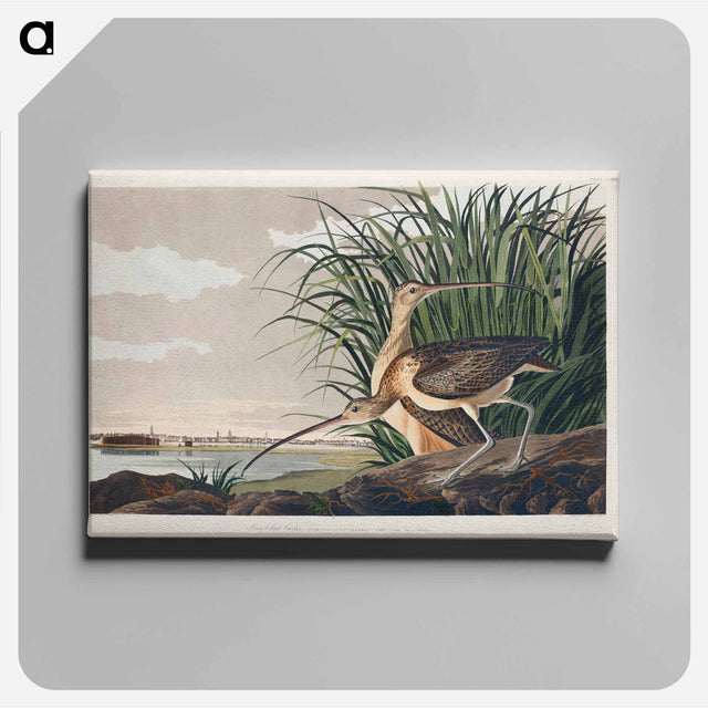 アートパネル-Long-billed Curlew from Birds of America
 - アメリカの鳥たち Canvas.