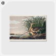 アートポストカード-Long-billed Curlew from Birds of America
 - アメリカの鳥たち Postcard.