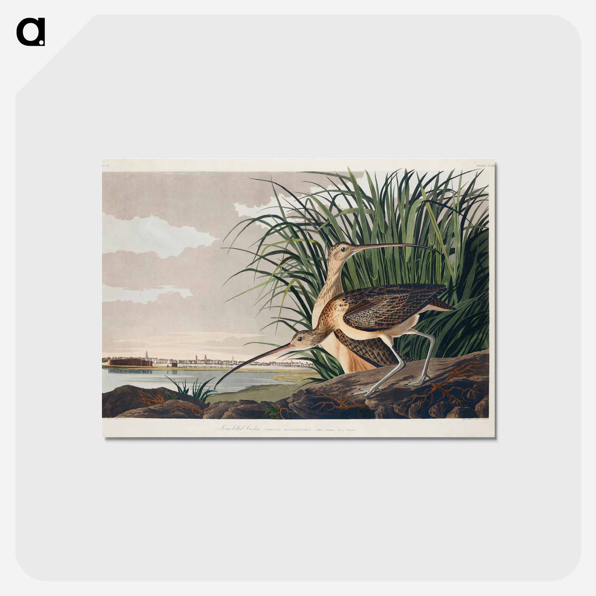 アートポストカード-Long-billed Curlew from Birds of America
 - アメリカの鳥たち Postcard.
