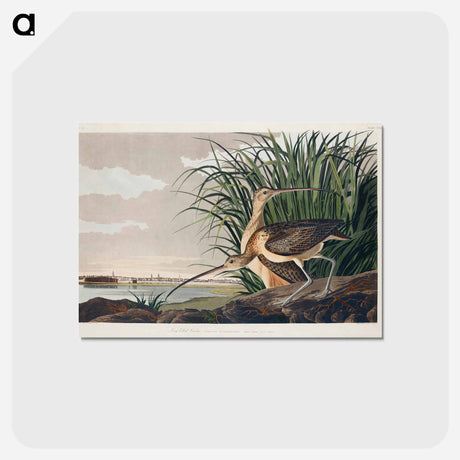 アートポストカード-Long-billed Curlew from Birds of America
 - アメリカの鳥たち Postcard.