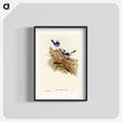 アートポスター-Turquoisine Superb Warbler
 - オーストラリアの鳥 Poster.
