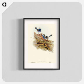 アートポスター-Turquoisine Superb Warbler
 - オーストラリアの鳥 Poster.