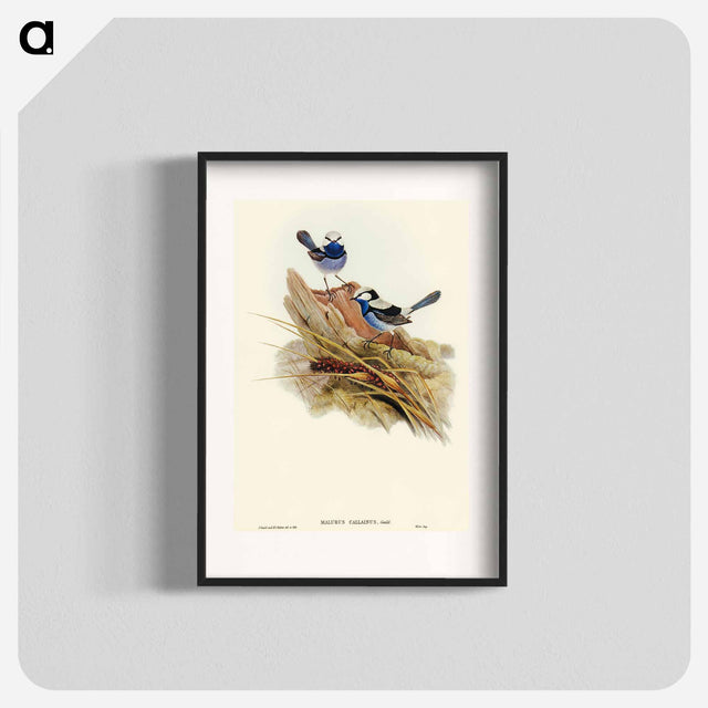アートポスター-Turquoisine Superb Warbler
 - オーストラリアの鳥 Poster.