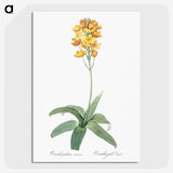 1-82_The-Lilies_picture-crop