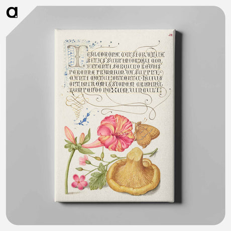 アートパネル-Four o'Clock, Brown Hairstreak, Herb Robert, and Chanterelle
 - 書道のお手本 Canvas.