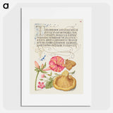 アートポスター-Four o'Clock, Brown Hairstreak, Herb Robert, and Chanterelle
 - 書道のお手本 Poster.