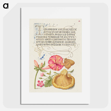 アートポスター-Four o'Clock, Brown Hairstreak, Herb Robert, and Chanterelle
 - 書道のお手本 Poster.