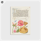 アートポストカード-Four o'Clock, Brown Hairstreak, Herb Robert, and Chanterelle
 - 書道のお手本 Postcard.