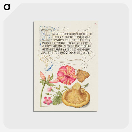 アートポストカード-Four o'Clock, Brown Hairstreak, Herb Robert, and Chanterelle
 - 書道のお手本 Postcard.
