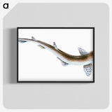 1-82_The-Natural-History-of-British-Fishes_blk-crop