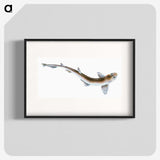 1-82_The-Natural-History-of-British-Fishes_blk