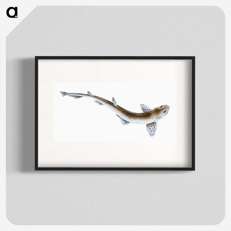 1-82_The-Natural-History-of-British-Fishes_blk