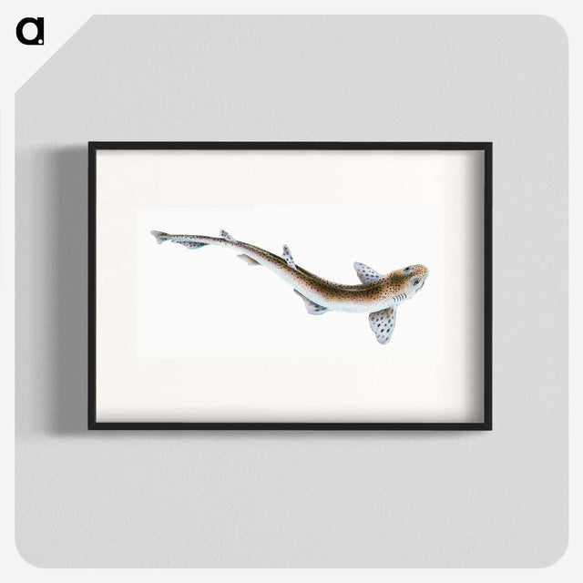 1-82_The-Natural-History-of-British-Fishes_blk