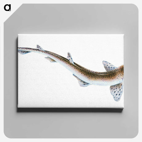 1-82_The-Natural-History-of-British-Fishes_canvas