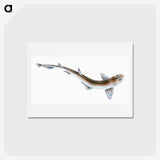 1-82_The-Natural-History-of-British-Fishes_hagaki