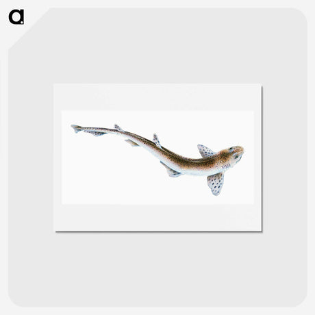 1-82_The-Natural-History-of-British-Fishes_hagaki
