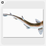 1-82_The-Natural-History-of-British-Fishes_picture-crop