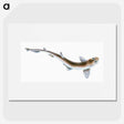 1-82_The-Natural-History-of-British-Fishes_picture