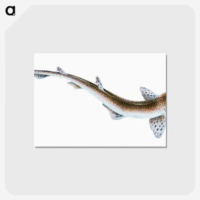 1-82_The-Natural-History-of-British-Fishes_postcard