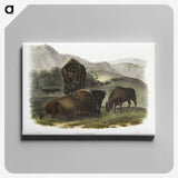1-82_The-Viviparous-Quadrupeds_canvas