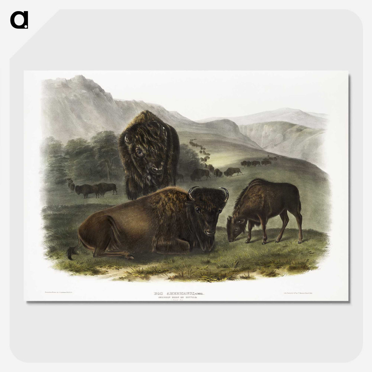 1-82_The-Viviparous-Quadrupeds_picture-crop