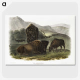 1-82_The-Viviparous-Quadrupeds_picture-crop
