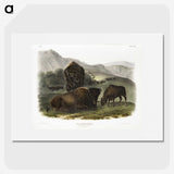 1-82_The-Viviparous-Quadrupeds_picture