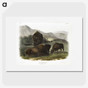 1-82_The-Viviparous-Quadrupeds_picture