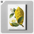 1-82_Treatise-on-Trees-and-Shrubs_canvas