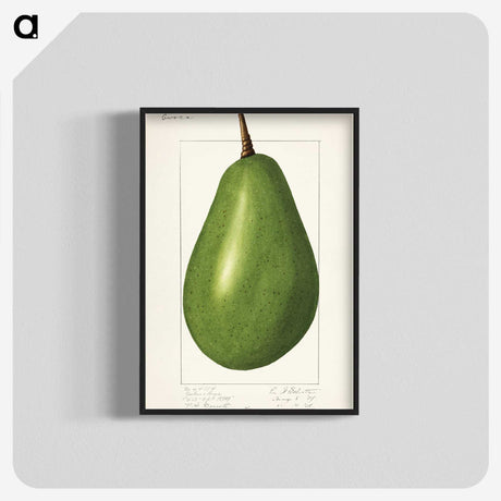 1-82_USDA-Watercolor-Fruit-Painting-Collection_blk-crop