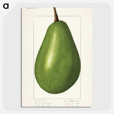 1-82_USDA-Watercolor-Fruit-Painting-Collection_picture-crop