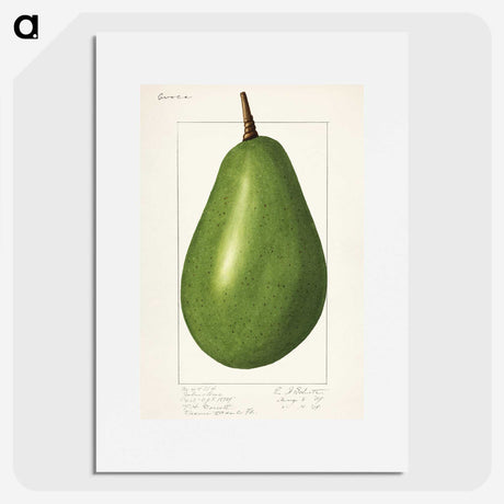 1-82_USDA-Watercolor-Fruit-Painting-Collection_picture