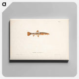 Stone loach, female - ヴィルヘルム フォン ライト Canvas.
