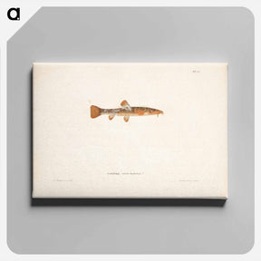 アートパネル-Stone loach, female - ヴィルヘルム フォン ライト Canvas.
