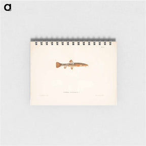 アートメモ帳-Stone loach, female - ヴィルヘルム フォン ライト Memo.