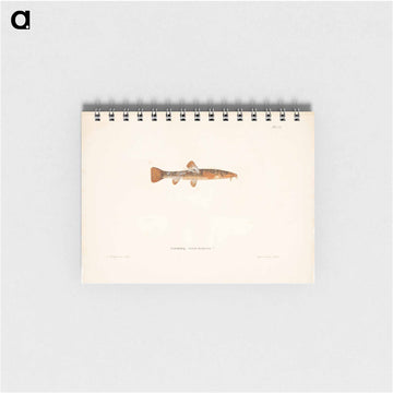Stone loach, female - ヴィルヘルム フォン ライト Memo.