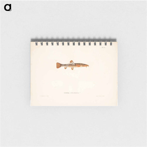 Stone loach, female - ヴィルヘルム フォン ライト Memo.