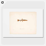 Stone loach, female - Wilhelm von Wright Poster.