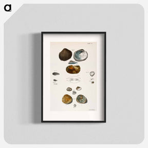 アートポスター-Different types of seashells illustration from Zoology of New York by James Ellsworth De Kay - ニューヨークの動物学 Poster.