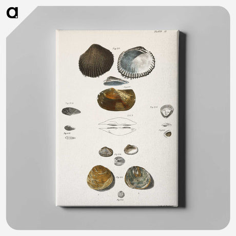 1-82_Zoology-of-New-York_canvas
