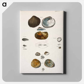 アートパネル-Different types of seashells illustration from Zoology of New York by James Ellsworth De Kay - ニューヨークの動物学 Canvas.