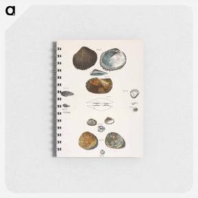 アートメモ帳-Different types of seashells illustration from Zoology of New York by James Ellsworth De Kay - ニューヨークの動物学 Memo.