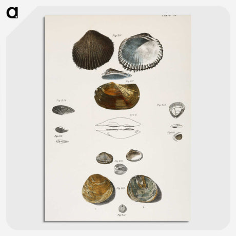 1-82_Zoology-of-New-York_picture-crop