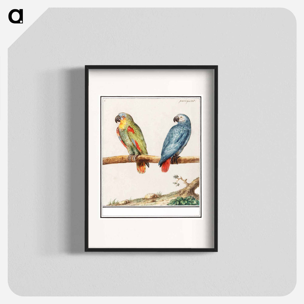 Parrot and gray red-tailed parrot - アンセルムス ボエティウス デ ブート Poster.