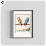 Parrot and gray red-tailed parrot - アンセルムス ボエティウス デ ブート Poster.