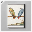 1-83_Anselmus-Boetius-de-Boodt_canvas