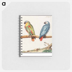 アートメモ帳-Parrot and gray red-tailed parrot - アンセルムス ボエティウス デ ブート Memo.
