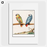Parrot and gray red-tailed parrot - アンセルムス ボエティウス デ ブート Poster.